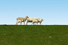 Schafe auf eiem Deich | Fehmarn